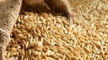 أسعار الأرز الشعير اليوم: استقرار سعر الحبة الرفيعة والعريضة الثلاثاء 25 نوفمبر 2025